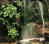 Photograph of hanging gardens